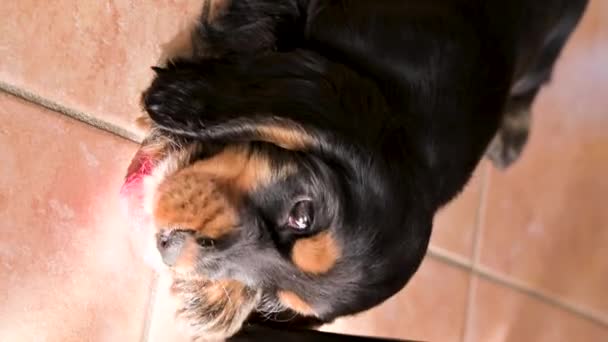 Kleine zwarte puppy van 2 maanden oud die met een hondenspeeltje speelt. Huisdier baby. De Engelse Cocker Spniael is zwart en bruin. Leuke puppy.. — Stockvideo