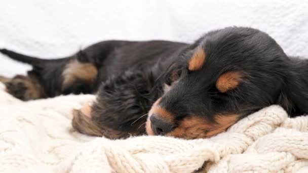 The little puppy is sleeping. A puppy of a black cocker spaniel on a knitted plaid falls asleep. Soft light background and dog head close up. — Stock Video