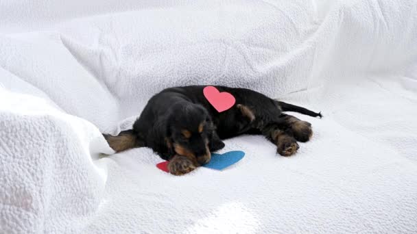Puppy en valentijnskaart. — Stockvideo