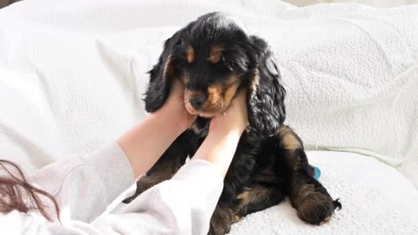 Kleine Cocker Spaniel puppy in de handen van de eigenaar. Schattig huisdier in de stralen van het zonlicht, op een lichte achtergrond. — Stockvideo