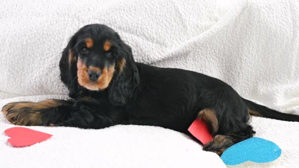 Cachorro y postal de San Valentín. — Vídeos de Stock