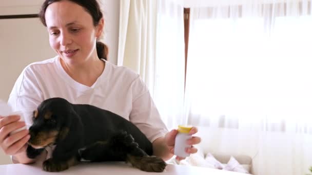 Een kleine puppy met een eigenaar en medicijnen in zijn handen. Het huisdier neemt vitaminen voor de gezondheid. Cocker spaniel en vrouw thuis. — Stockvideo