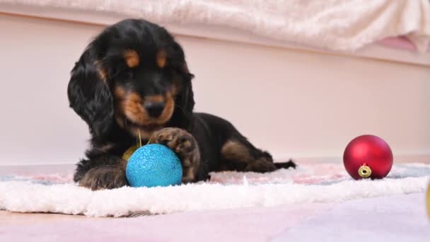 En liten julvalp. Glad hund leker med en julboll. Begreppet god jul och nytt år. — Stockvideo