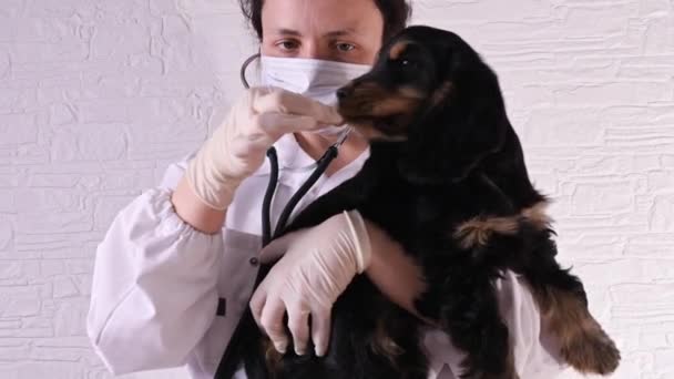 수의사가 수의사 병원에서 코커 스페인 강아지를 검사하고 있다. — 비디오