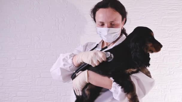 Femme vétérinaire examine un chiot Cocker Spaniel dans une clinique vétérinaire. — Video
