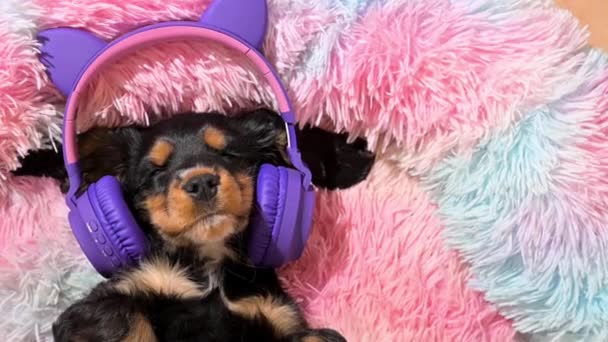 Little puppy of a cocker spaniel duerme y escucha música en los auriculares. Una linda mascota está descansando en una cama de perro de color. — Vídeos de Stock