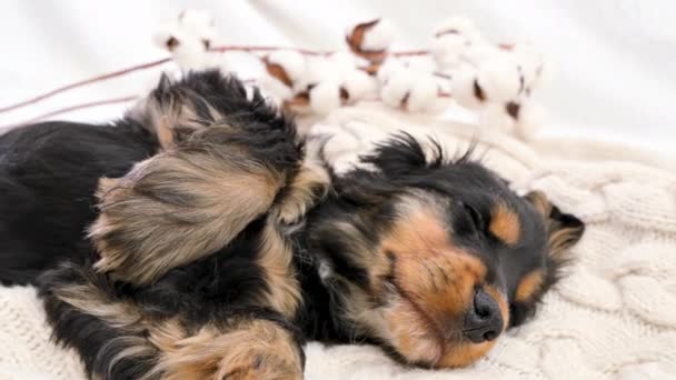 Cachorrinho Está Dormindo Cachorro Cocker Spaniel Preto Uma Planície Tricotada — Vídeo de Stock