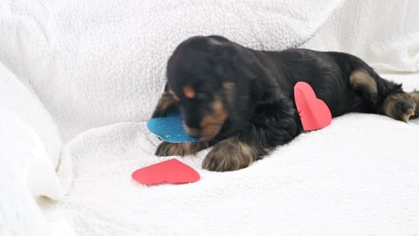 Cachorro Postal San Valentín Pequeño Cachorro Negro Cocker Spaniel Sobre — Vídeos de Stock