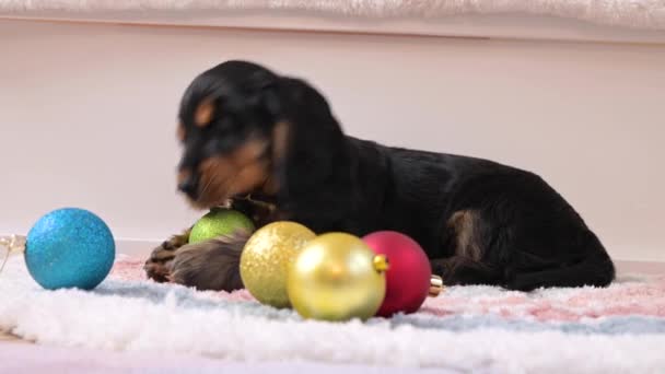 Kleiner Weihnachtswelpe. Glücklicher Hund spielt mit Weihnachtskugel. Konzept von frohen Weihnachten und Neujahr. — Stockvideo