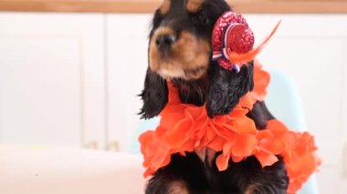 Hollanda 'da Aksesuar Kralları Günü' nde komik bir köpek yavrusu. Geleneksel Hollanda ziyafeti Orange King 'in Nisan ayında.