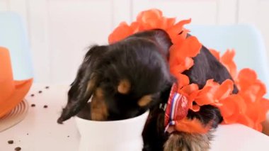 Hollanda 'da Aksesuar Kralları Günü' nde komik bir köpek yavrusu. Geleneksel Hollanda ziyafeti Orange King 'in Nisan ayında.