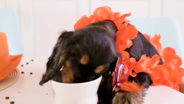 Funny little puppy in accessories Kings Day in Holland. Traditional Dutch feast in April of the Orange King. — Stock Video