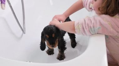 A small black Cocker Spaniel puppy bathes in the bathroom. The Little Girl looks after and washes the pet. 4k live style video