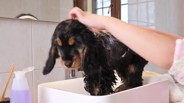 A small black Cocker Spaniel puppy bathes in the bathroom. The Little Girl looks after and washes the pet. 4k live style video — Vídeo de Stock