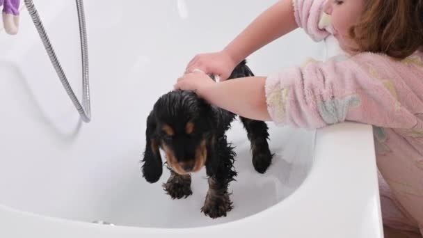 A small black Cocker Spaniel puppy bathes in the bathroom. The Little Girl looks after and washes the pet. 4k live style video — Stock Video