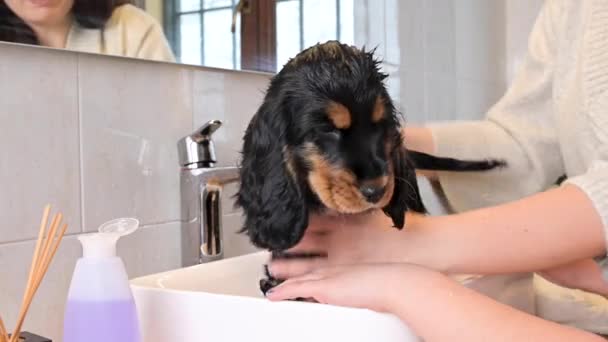 A small black Cocker Spaniel puppy bathes in the bathroom. The Little Girl looks after and washes the pet. 4k live style video — ストック動画