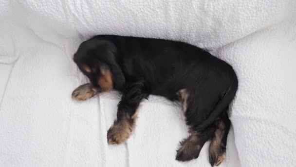 De kleine puppy slaapt. Een puppy van een zwarte cocker spaniel op een ruit valt in slaap. Zachte lichte achtergrond en hondenkop van dichtbij. — Stockvideo