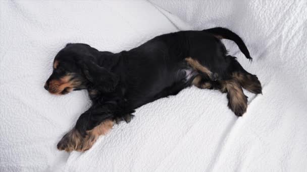 Yavru köpek uyuyor. Ekoseli siyah bir cocker spaniel köpeği uykuya dalıyor. Yumuşak ışık arkaplanı ve köpek kafası. — Stok video