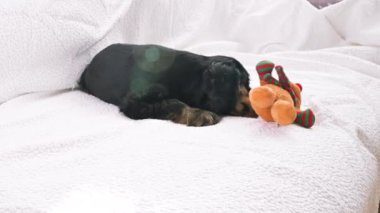 Kanepede siyah İngiliz Cocker Spaniel köpeği. Parlak bir odada oyuncakla oynayan sevimli bir evcil hayvan. Köpek 2 aylık.