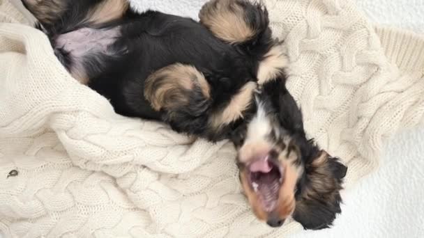 De kleine puppy slaapt. Een puppy van een zwarte cocker spaniel op een ruit valt in slaap. Zachte lichte achtergrond en hondenkop van dichtbij. — Stockvideo