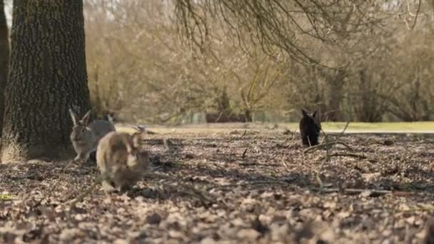 Rabbits run in the park or forest. Frontal view of the rabbits. Cute bunnies for Easter videos. different flock of rabbits in nature. High quality 4k footage — Stock Video