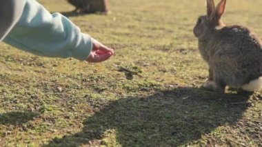 Kız baharda parkta tavşanları besler. Açık alanda bir sürü tavşan ve tavşan var. Tavşanlar ellerinden yer..