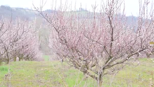 Blooming garden. Tree in the spring garden with blooming pink flowers. Gardens in the hills of Italy. Spring, April. — Stock Video