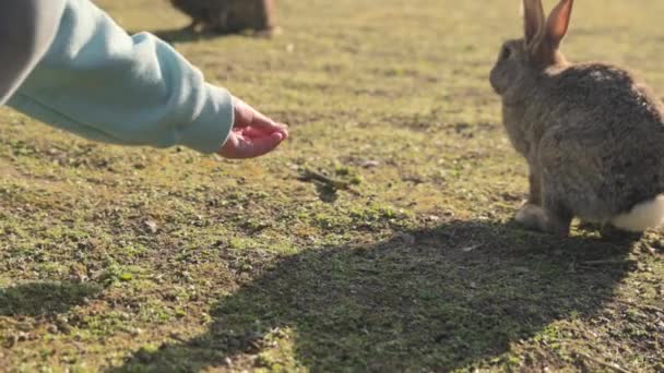 Dívka na jaře krmí králíky v parku. Na otevřeném prostranství je spousta králíků a zajíců. králíci jedí z rukou. — Stock video