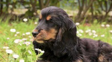 Siyah Cocker Spaniel çiçeklerle çimlerin üzerinde yatıyor. Bahar parkında hayvan yürüyüşü. Genç köpek siyah-kahverengi, tatlı ve tüylü..