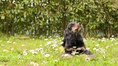 Siyah Cocker Spaniel çiçeklerle çimlerin üzerinde yatıyor. Bahar parkında hayvan yürüyüşü. Genç köpek siyah-kahverengi, tatlı ve tüylü..