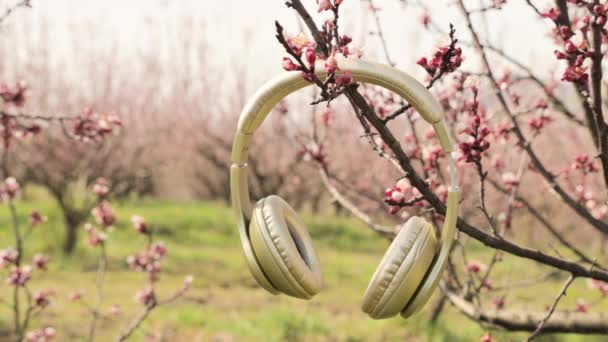 Навушники крупним планом на тлі квітучого саду навесні. Концепція спокою, релаксації та музики для медитації . — стокове відео