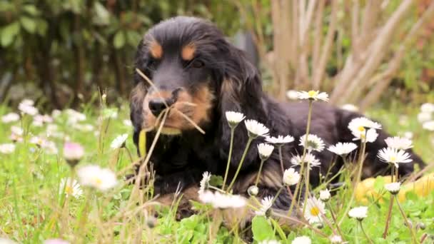 Black Cocker Spaniel sdraiato sull'erba con dei fiori. Passeggiata degli animali domestici nel parco primaverile. Il cane giovane è nero-marrone, dolce e morbido. — Video Stock