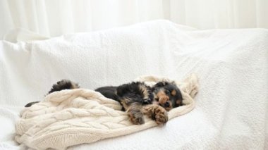 Yavru köpek uyuyor. Ekoseli siyah bir cocker spaniel köpeği uykuya dalıyor. Yumuşak ışık arkaplanı ve köpek kafası.