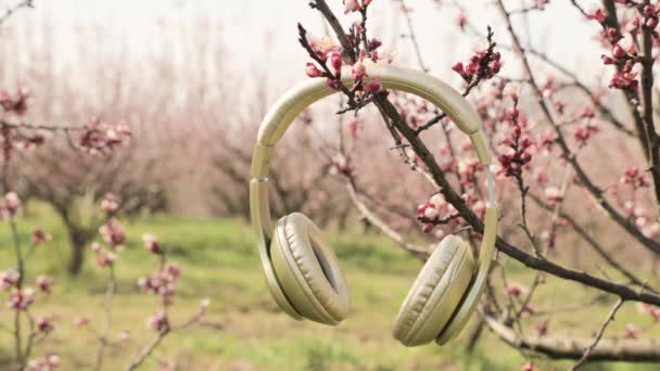 Κοντινά ακουστικά με φόντο έναν ανθισμένο κήπο την άνοιξη. Η έννοια της ηρεμίας, της χαλάρωσης και της μουσικής για διαλογισμό. — Αρχείο Βίντεο