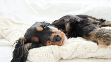 Yavru köpek uyuyor. Ekoseli siyah bir cocker spaniel köpeği uykuya dalıyor. Yumuşak ışık arkaplanı ve köpek kafası.