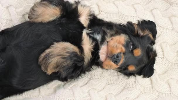 Il cagnolino sta dormendo. Un cucciolo di un cocker spaniel nero su un plaid si addormenta. Sfondo chiaro morbido e testa di cane da vicino. — Video Stock