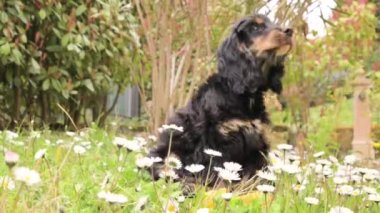 Siyah Cocker Spaniel çiçeklerle çimlerin üzerinde yatıyor. Bahar parkında hayvan yürüyüşü. Genç köpek siyah-kahverengi, tatlı ve tüylü..