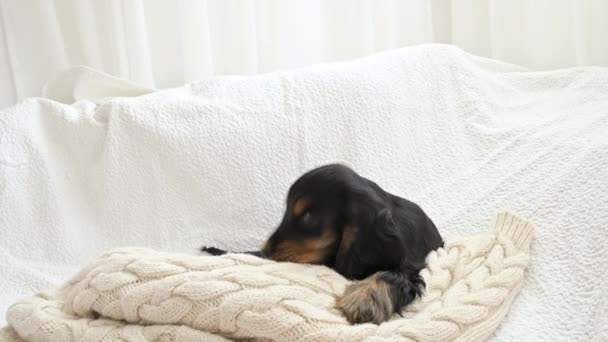 El cachorrito está durmiendo. Un cachorro de un cocker spaniel negro en un cuadros se duerme. Fondo de luz suave y cabeza de perro de cerca. — Vídeo de stock