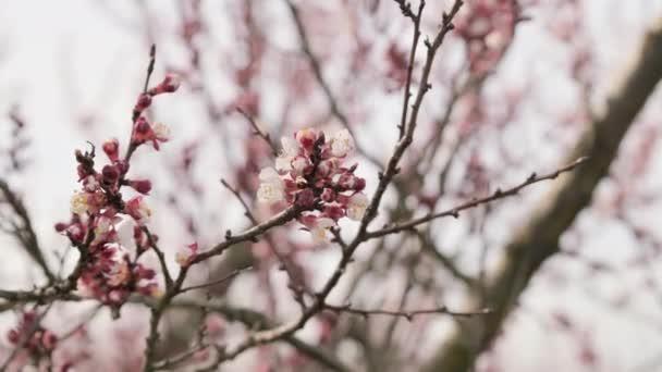 A flowering branch of a fruit tree in the garden in spring. Close-up and beautiful bokeh, pink flowers on a branch in April. — Vídeos de Stock