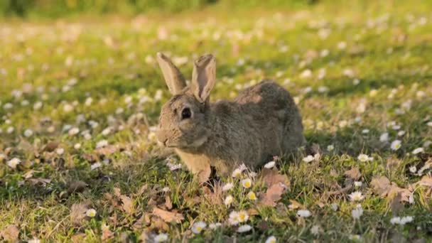 Rabbits run in the park or forest. Cute bunnies for Easter videos. — Stock Video