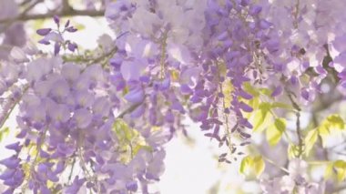 Wisteria çiçekleri. Ağaçtaki mor kokulu çiçekler. Bahar ve çiçeklenme zamanı. Güneş Wisteria dallarında parlıyor, seçici odak ve güzel Bokeh.
