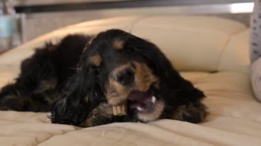 Küçük bir köpek yavrusu yatağın üzerinde bir kemik kemiriyor. Ekoseli siyah bir cocker spanyel köpeği.. 