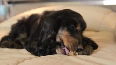 Küçük bir köpek yavrusu yatağın üzerinde bir kemik kemiriyor. Ekoseli siyah bir cocker spanyel köpeği.. 