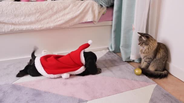 Kleiner Weihnachtswelpe. Glücklicher Hund spielt in Weihnachtsmannkleidung. Konzept von frohen Weihnachten und Neujahr. — Stockvideo