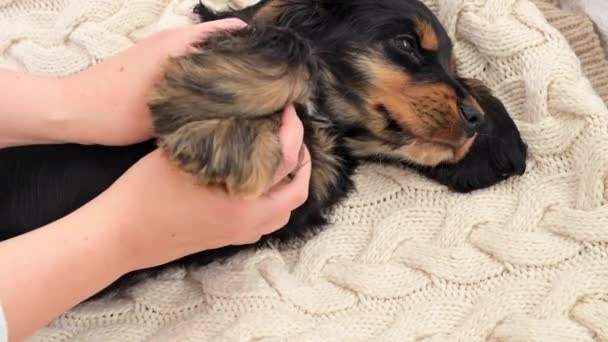 De kleine puppy slaapt. Een puppy van een zwarte cocker spaniel op een ruit valt in slaap. Zachte lichte achtergrond en hondenkop van dichtbij. — Stockvideo