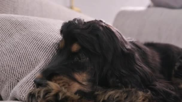 O cachorrinho está dormindo. Um cachorrinho de um cocker spaniel preto. Fundo de luz suave e cabeça de cão de perto. — Vídeo de Stock