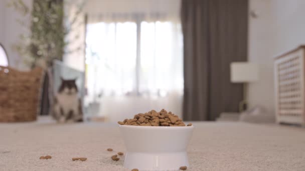 Kattmat. Katter äter mat från en kopp, i en mysig heminredning. Husdjuret äter med glädje. — Stockvideo