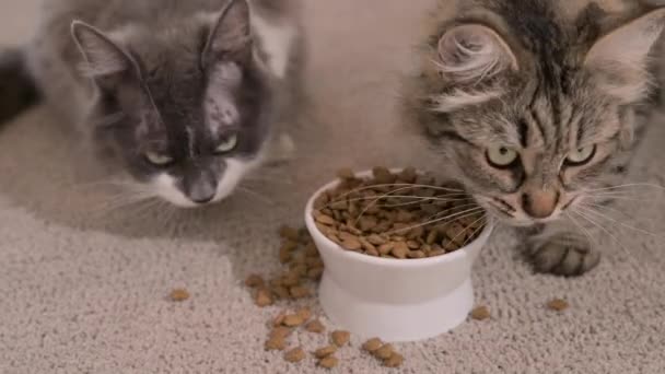고양이 사료. 고양이는 아늑 한 집안의 컵에서 음식을 먹는다. 그 애완 동물은 즐거움으로 먹는다. — 비디오