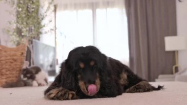 Köpek kendini yalıyor, aç hayvan burnunu ve dudaklarını yalıyor. Siyah Cocker Spaniel yakın plan yiyecek istiyor. Evde safkan bir köpek var. Evcil köpek pofuduk ve sevimli halının üzerinde oturuyor. Yüksek kalite 4k görüntü