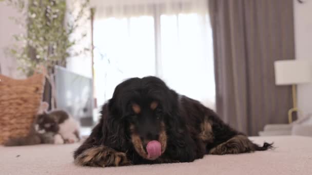 狗舔自己 饥饿的宠物舔鼻子和嘴唇 黑可可犬特写镜头要求食物 纯种的狗在家里 家养的狗毛绒绒的 可爱的坐在地毯上 高质量的4K镜头 — 图库视频影像